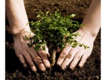 landscape_planting_tree.jpg